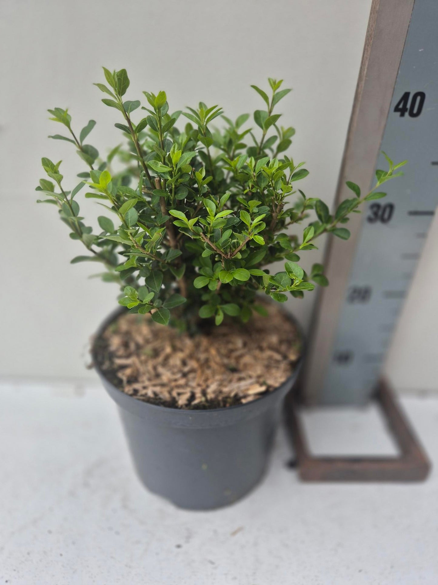 Roessel Tuinpl. VOF, B. v. Ligustrum ovalifolium Pack of 1