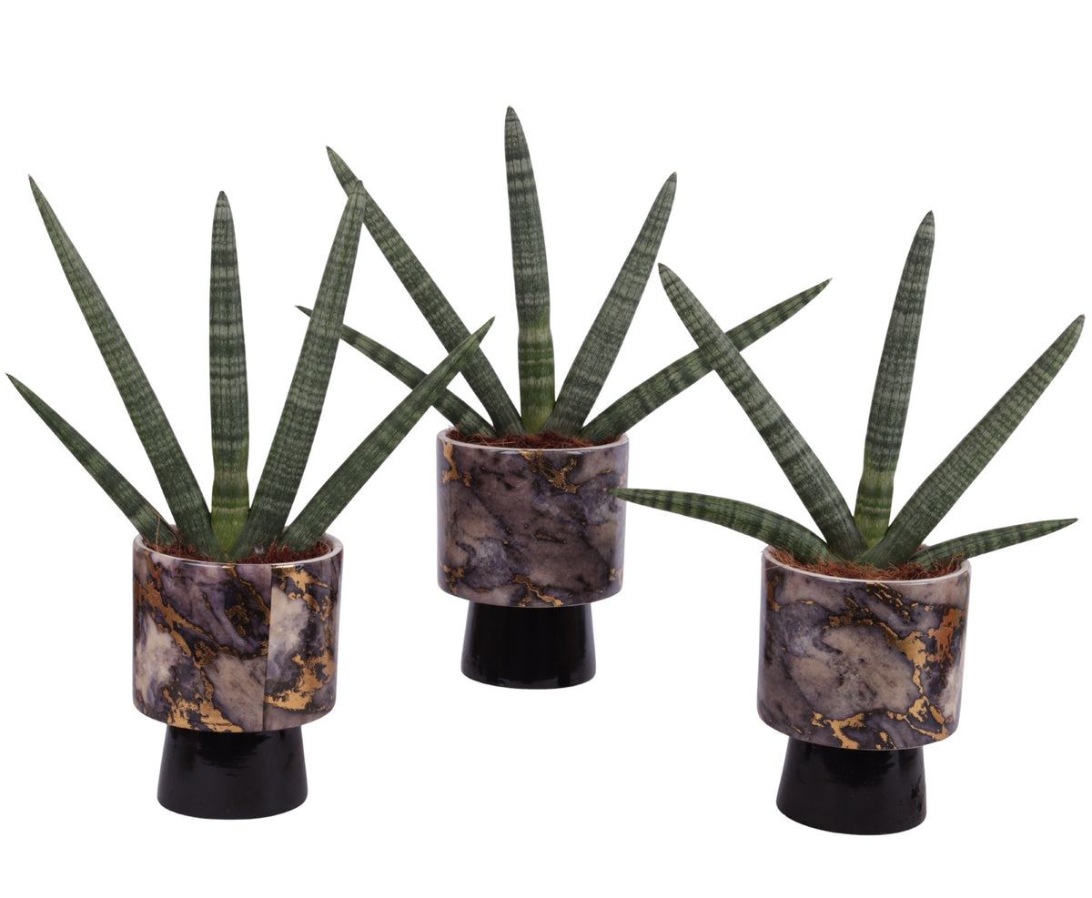 Sansevieria cyl. Handshake 45cm 14cm Pot