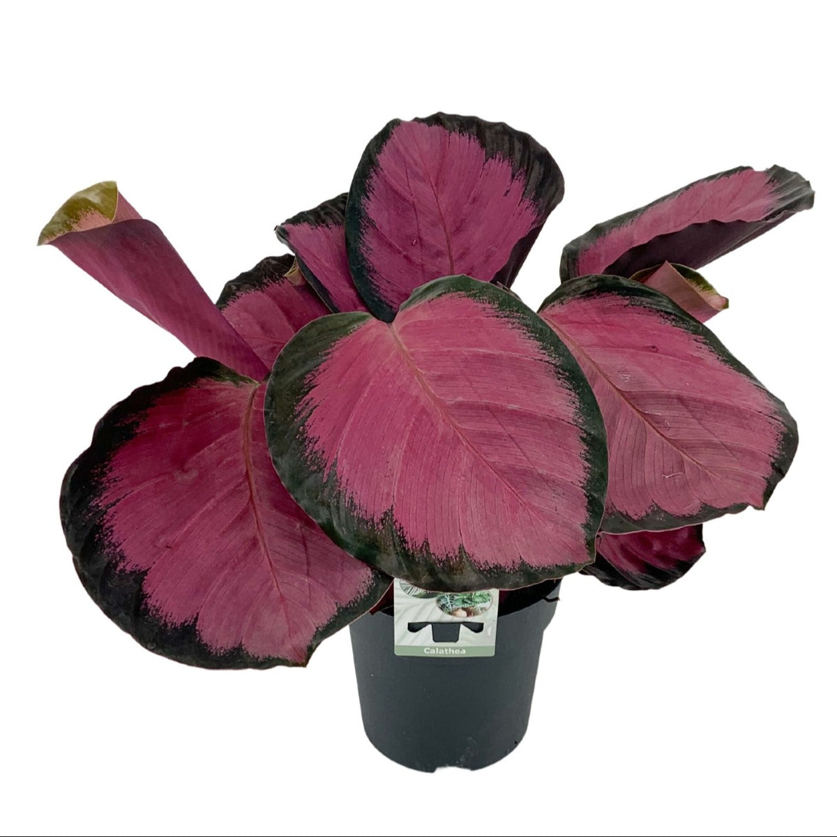 Calathea Mysty Red 30cm 12cm Pot