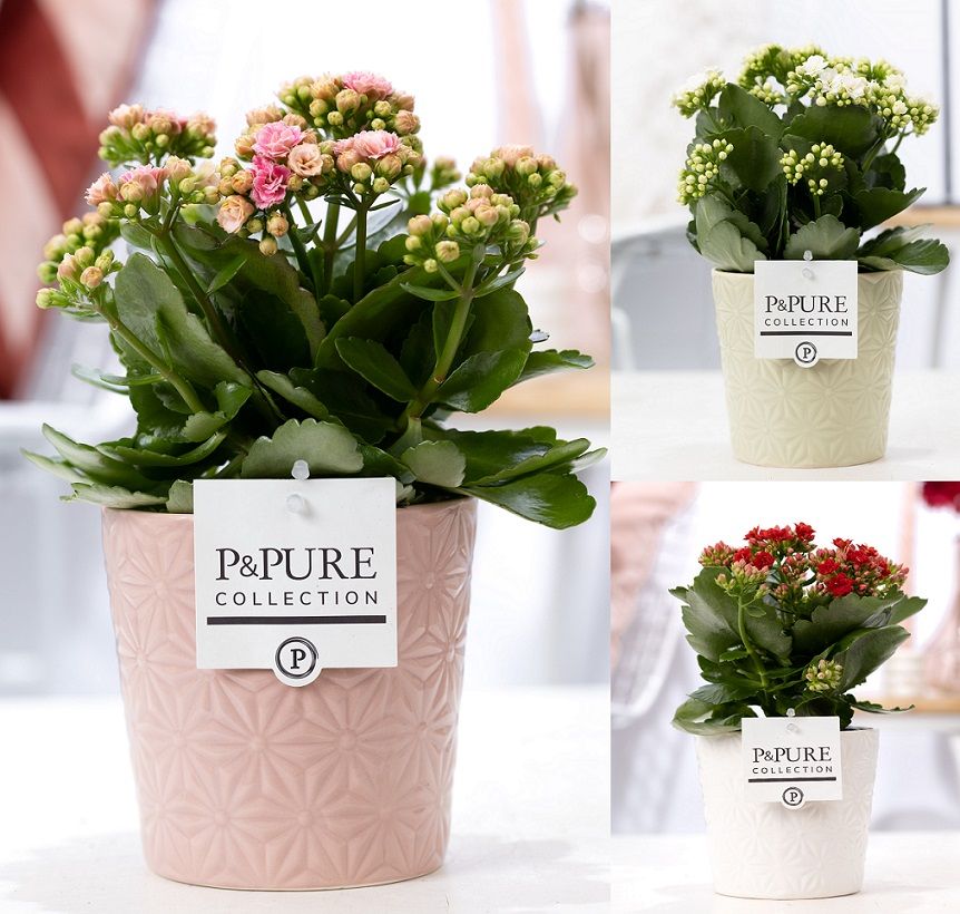 Kalanchoe Rosalina mix 27cm 12cm Pot