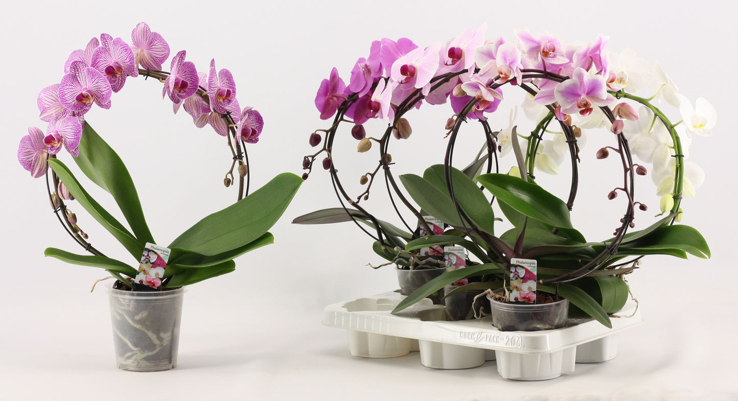 Phalaenopsis mix hoop 45cm 12cm Pot