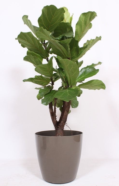 Ficus lyrata 130cm 36cm Pot