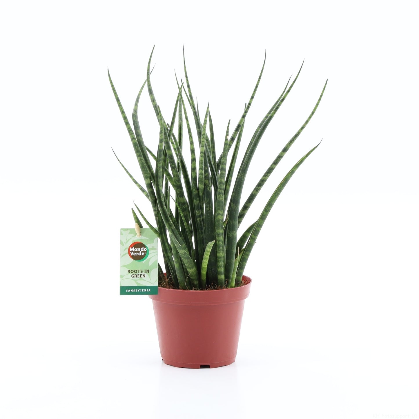 Mondo Verde (Bakker) Sansevieria Fernwood Pack of 8