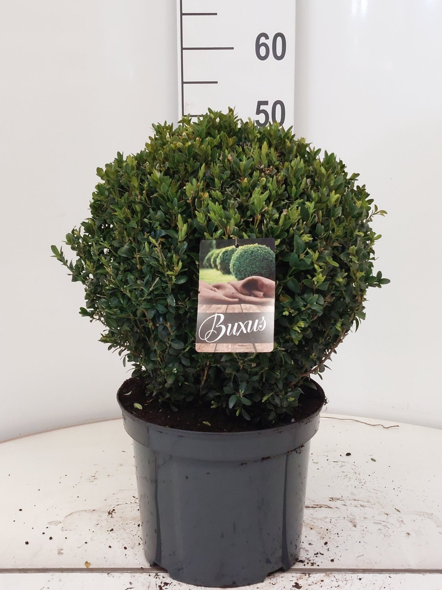 Buxus sempervirens ball 60cm 29cm Pot