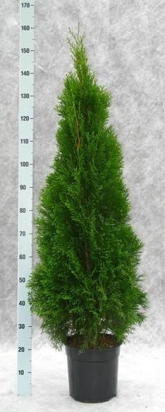 Thuja occidentalis Smaragd 160cm 27cm Pot