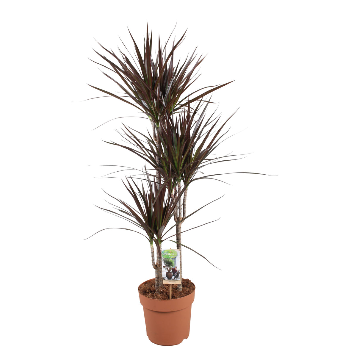 Dracaena Magenta 120cm 21cm Pot
