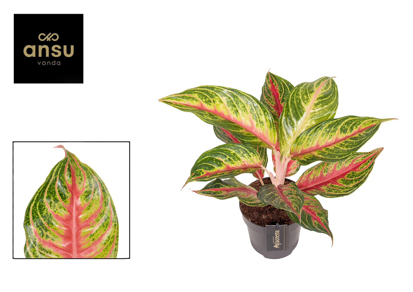 Aglaonema Red Star 45cm 12cm Pot