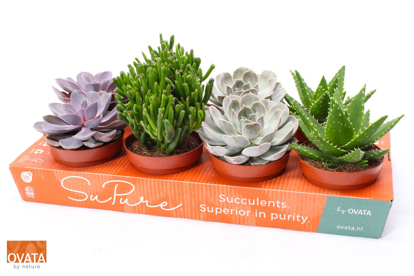 Succulent mix 12cm 12cm Pot