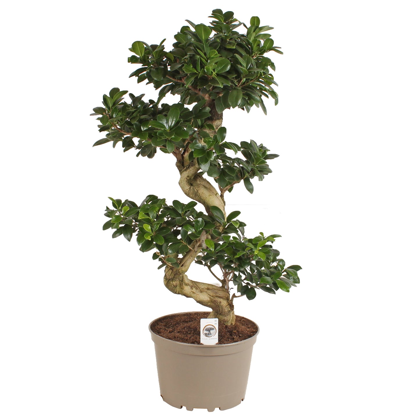 Ficus Ginseng 80cm 24cm Pot