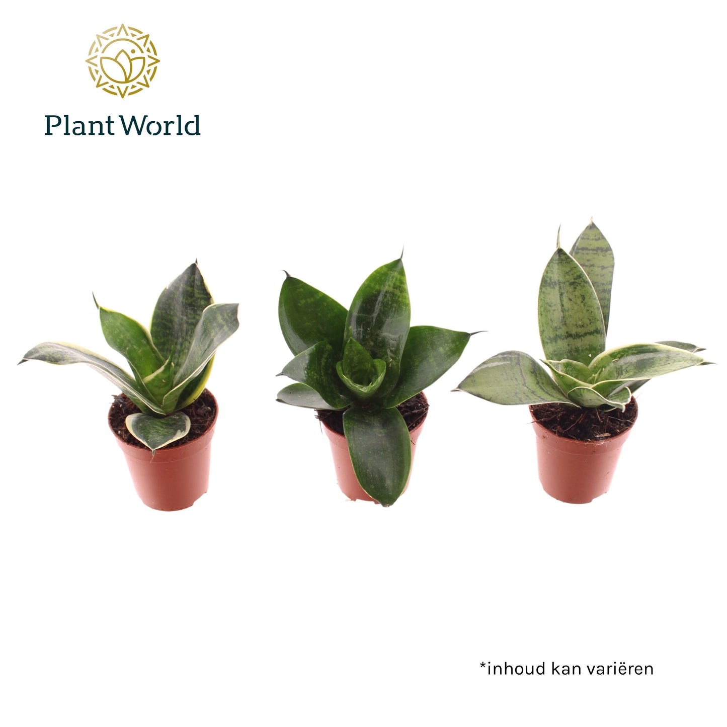Sansevieria trifasciata 10cm 6cm Pot