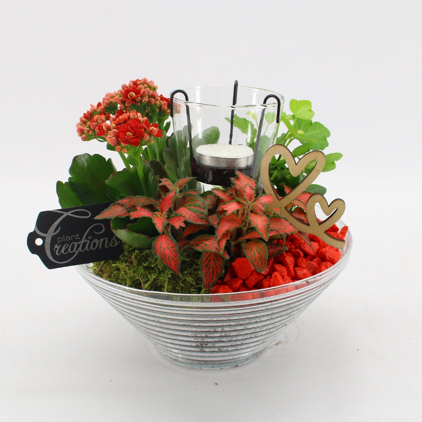 Indoor flowering arrangement 20cm 20cm Pot