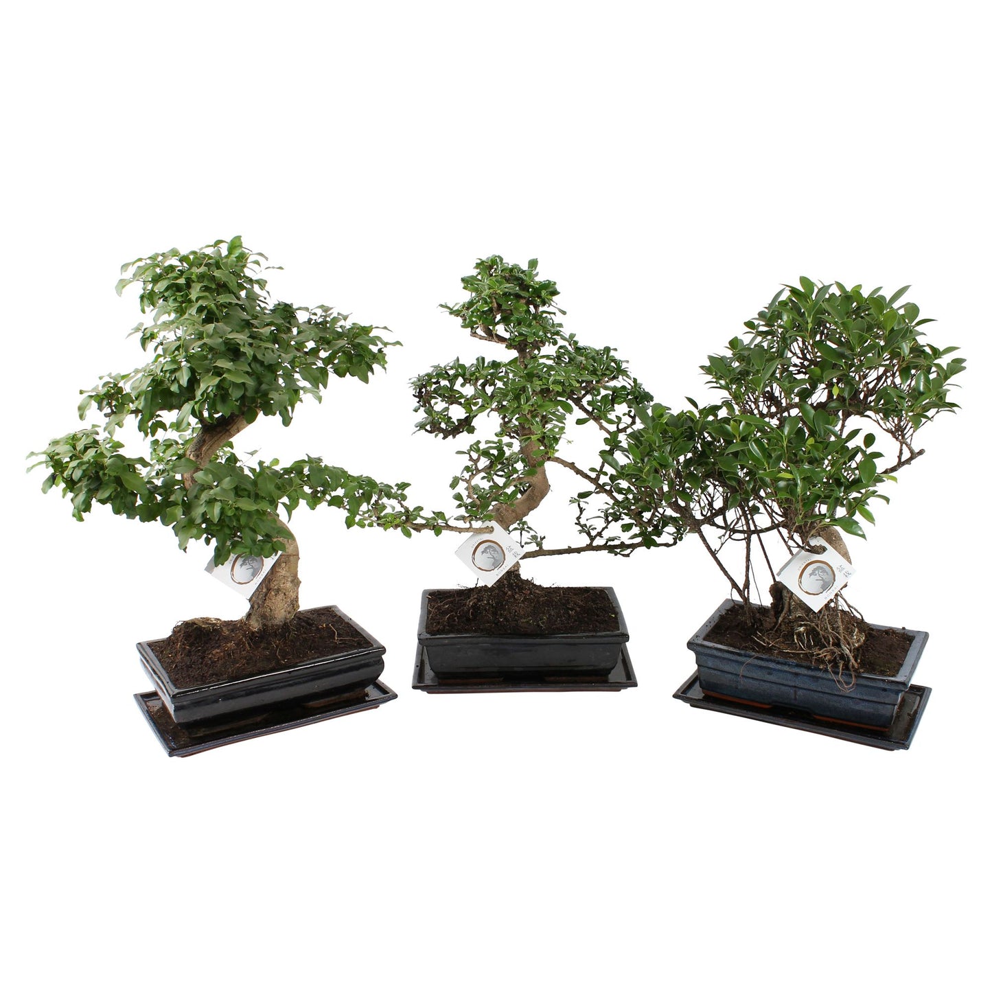 Bonsai mix 40cm 30cm Pot