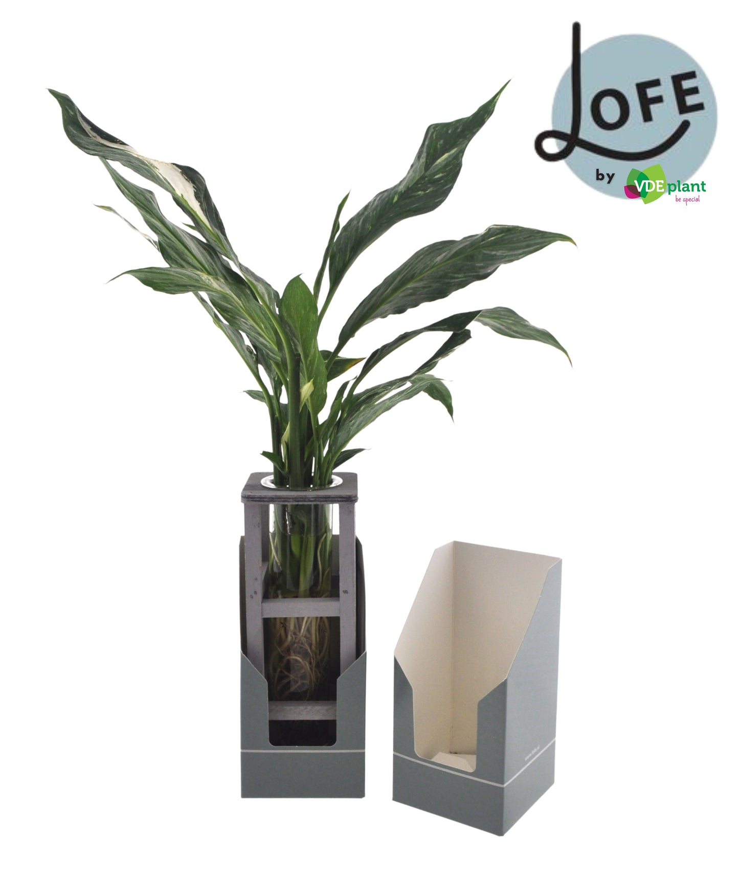 Spathiphyllum Diamond 30cm 12cm Pot
