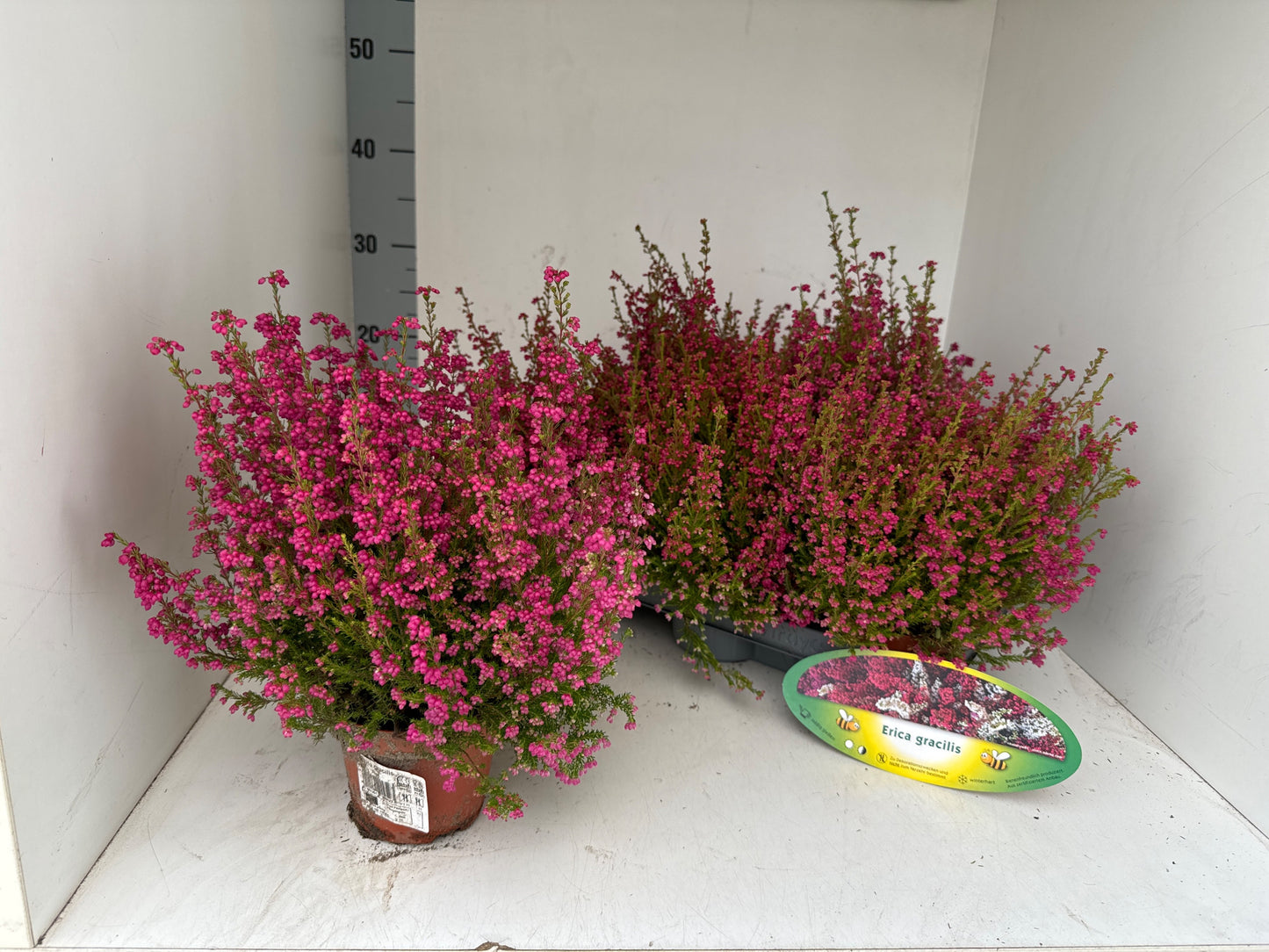 Erica gracilis red 25cm 11cm Pot