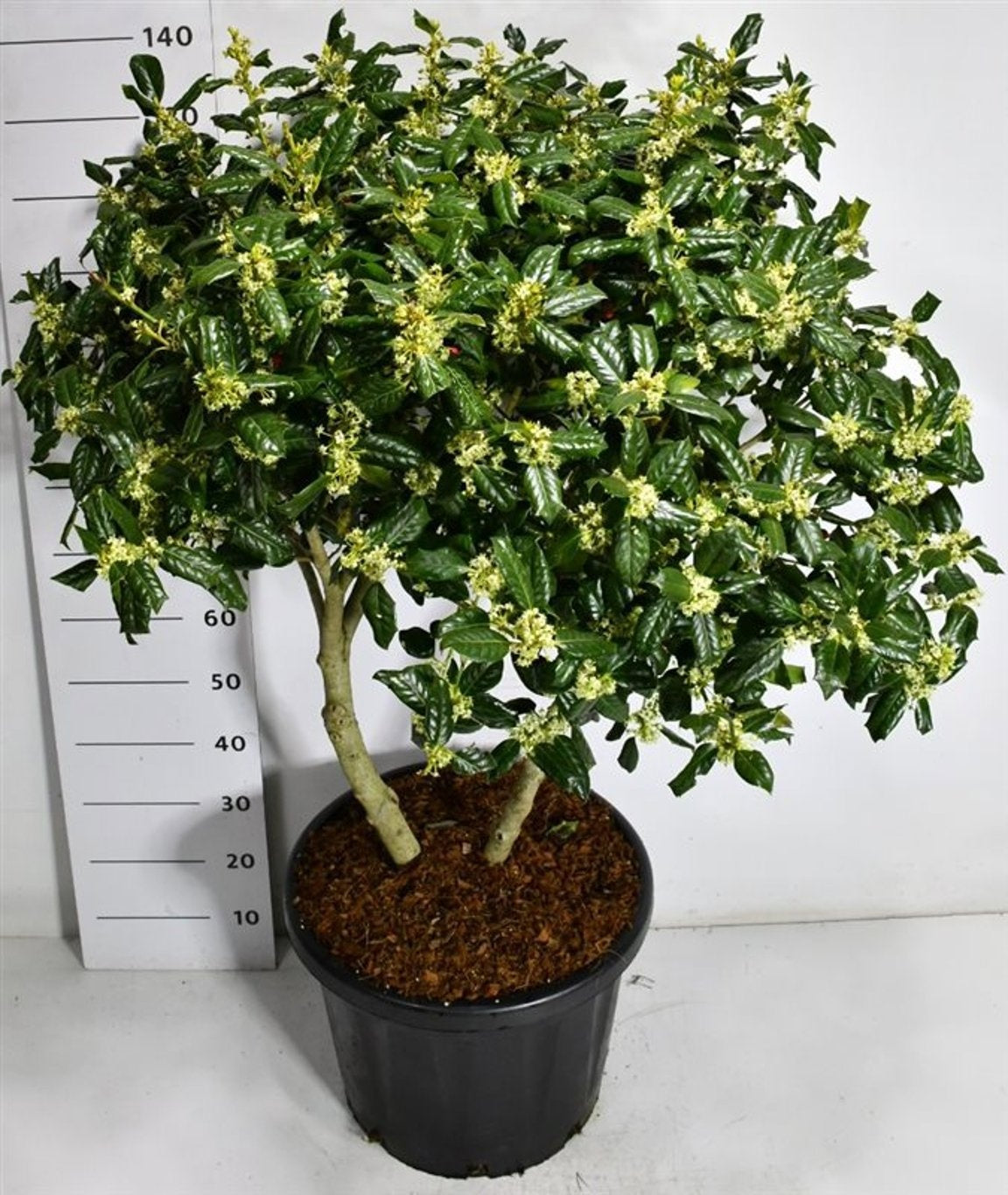 Ilex mix 150cm 48cm Pot
