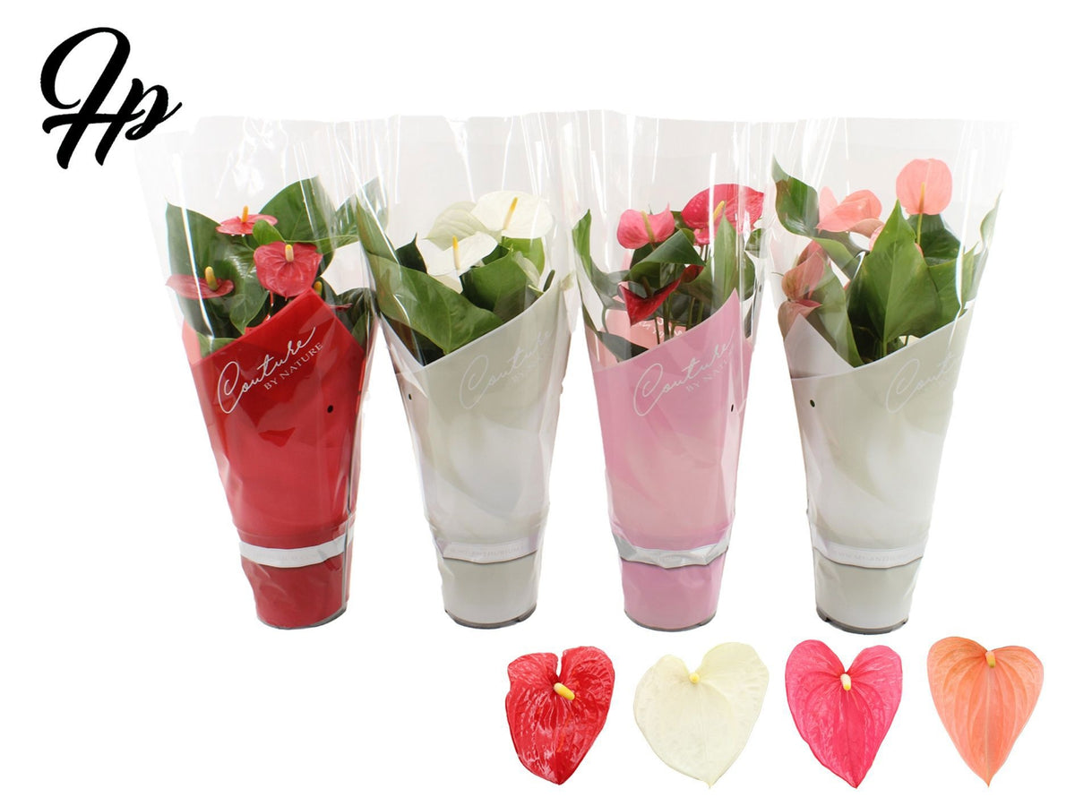 Anthurium mix 57cm 17cm Pot