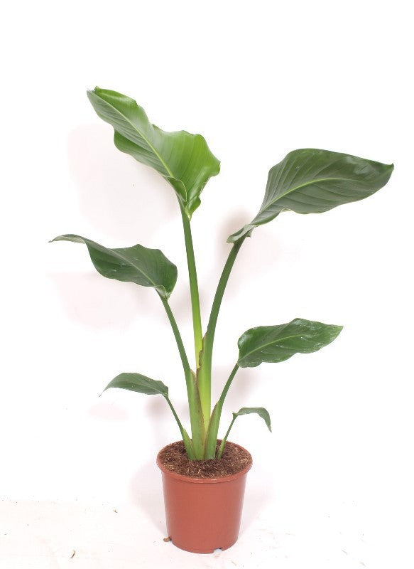 Strelitzia nicolai 85cm 17cm Pot