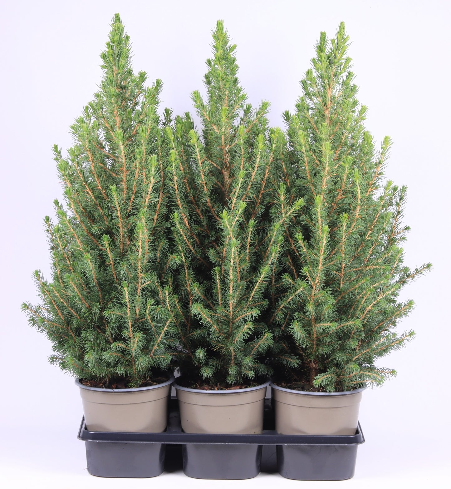 Picea glauca Conica 60cm 15cm Pot