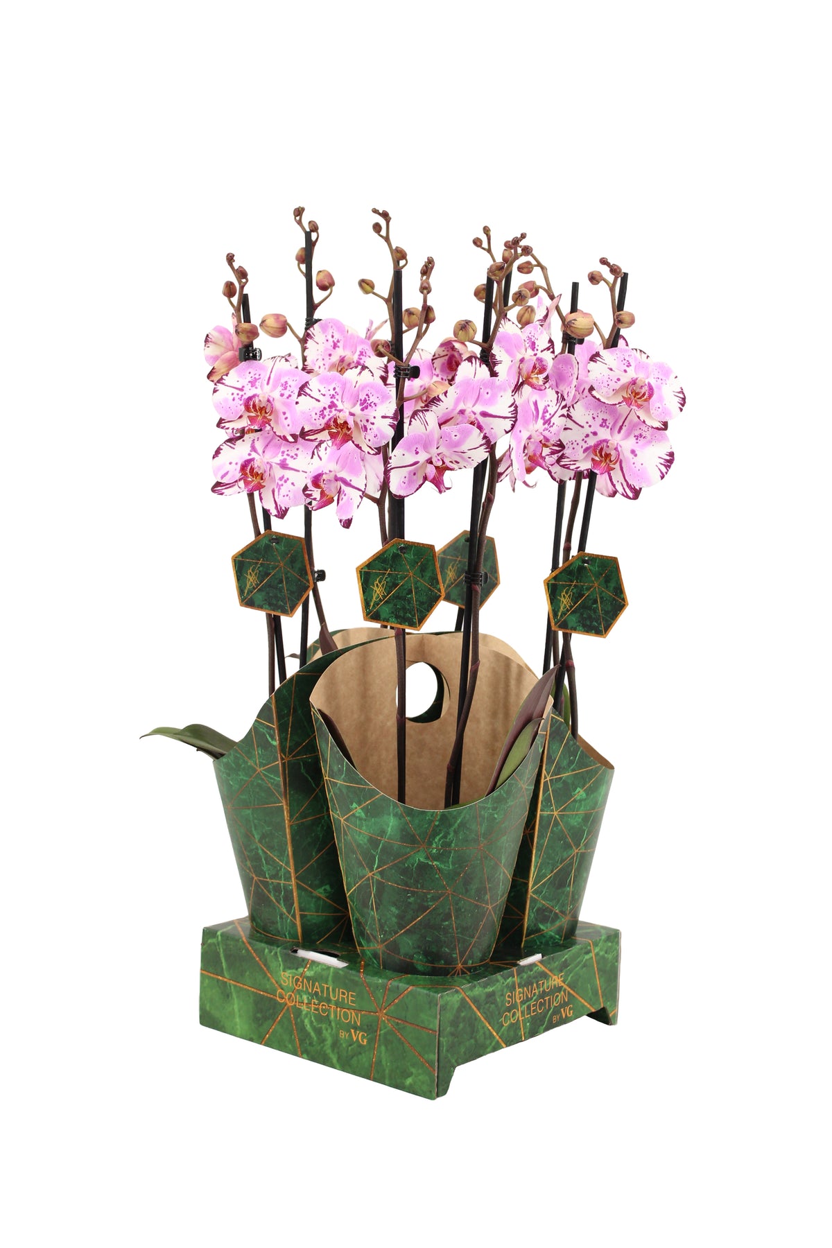 Phalaenopsis pink 60cm 12cm Pot
