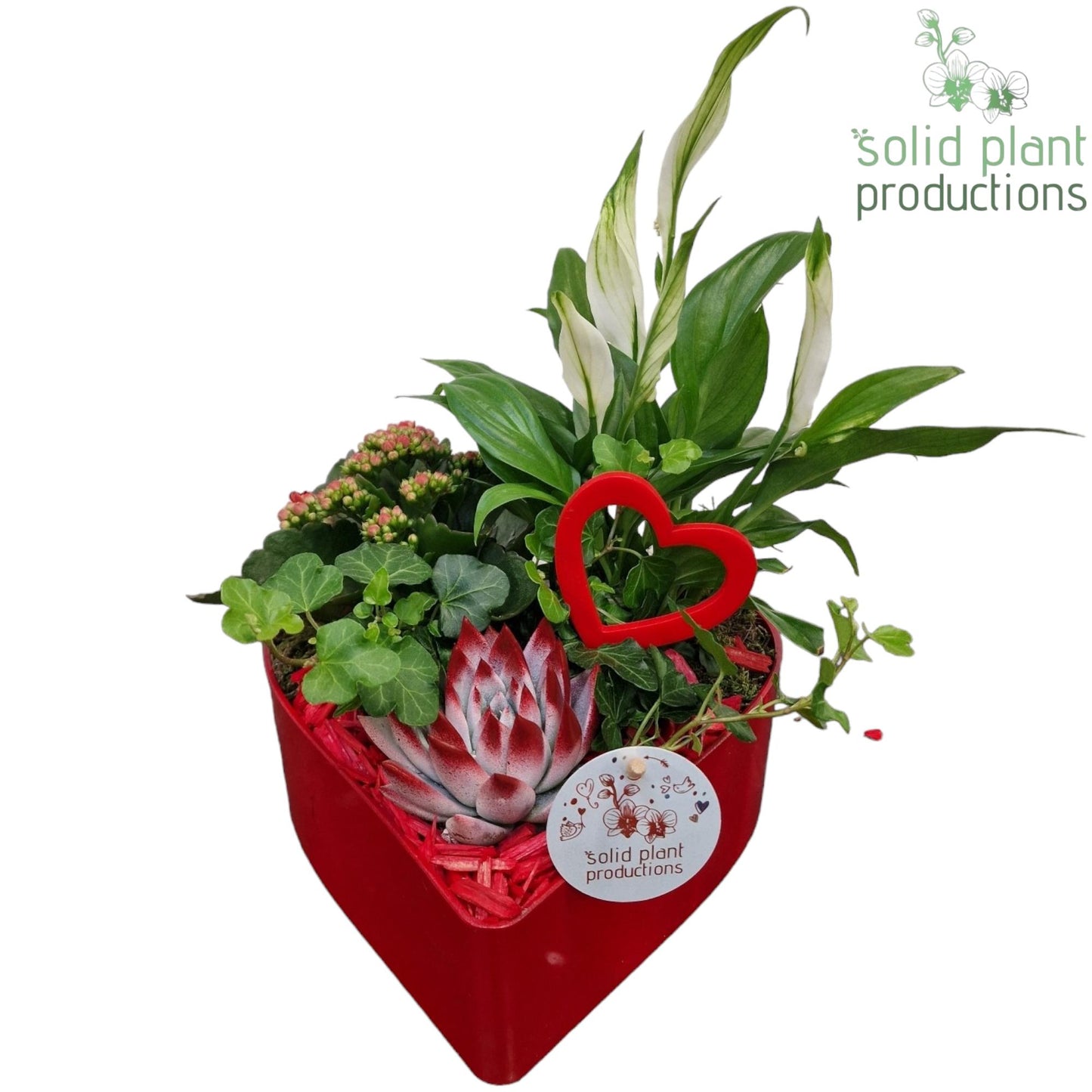 SE029 Hart Red Deluxe 4PP 30cm 22cm Pot