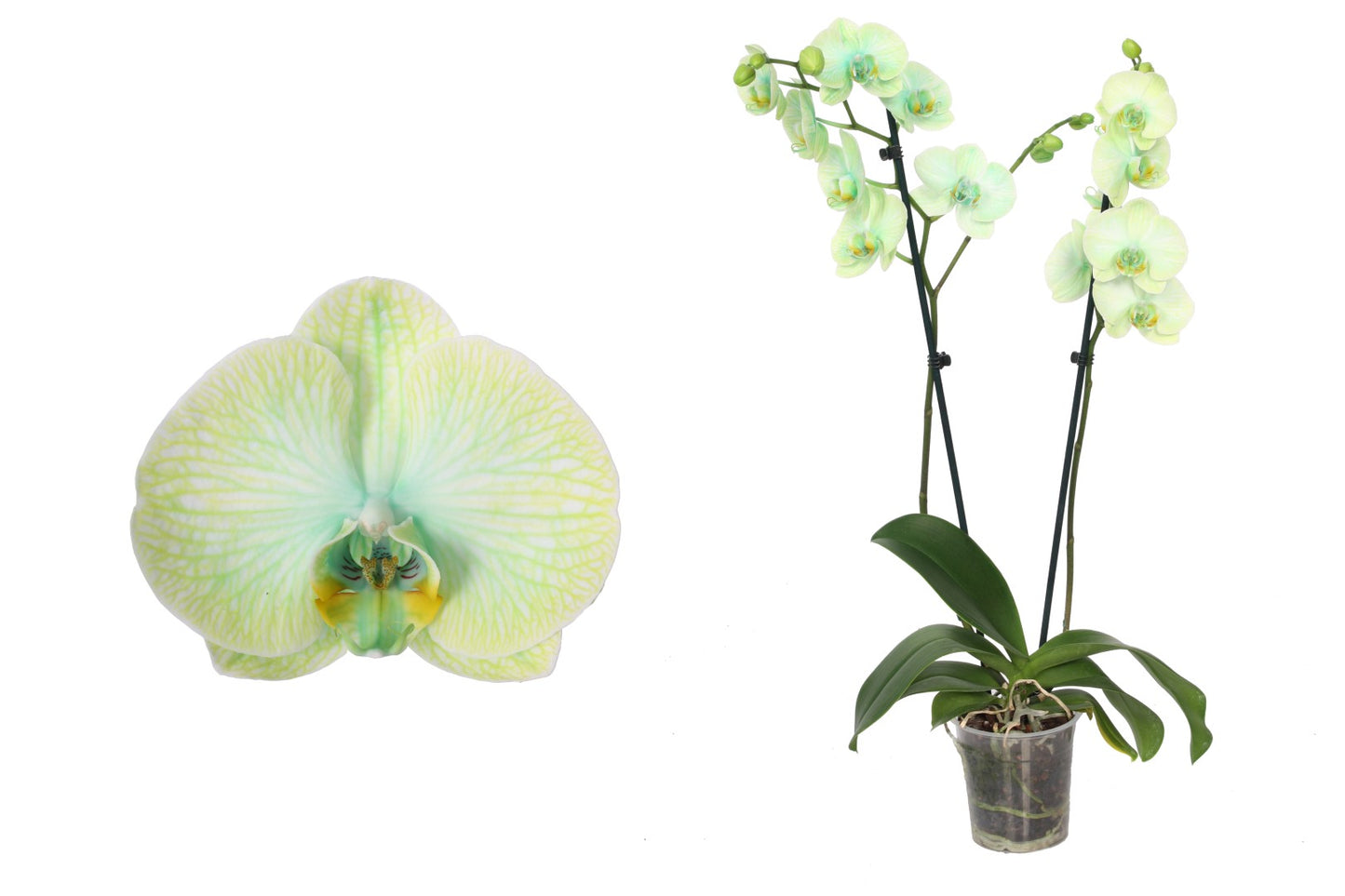 Phalaenopsis Royal green 75cm 12cm Pot