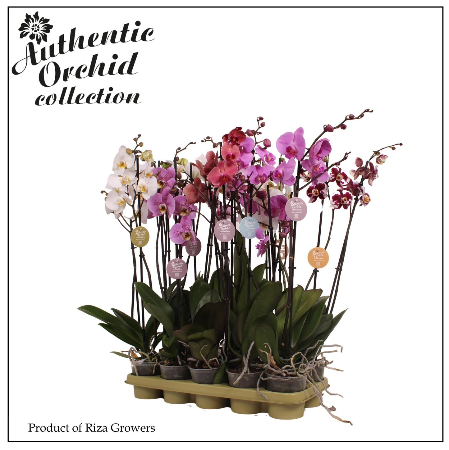 Riza Ter Laak Orchios Phalaenopsis mf. mix Authentic Pack of 10