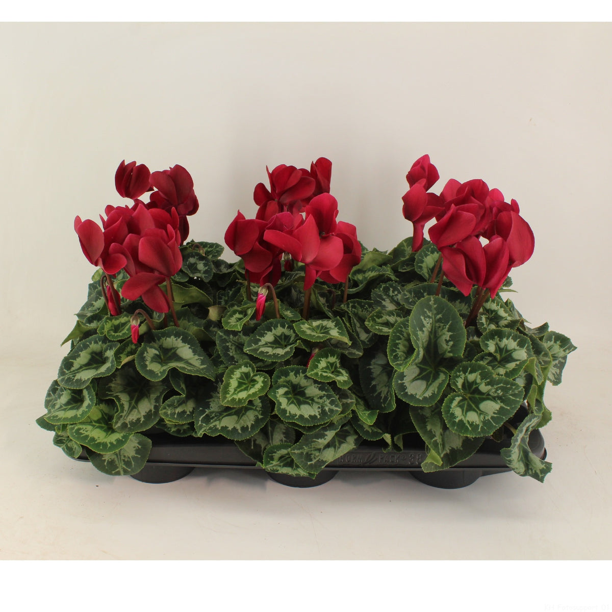 Cyclamen Halios 27cm 13cm Pot