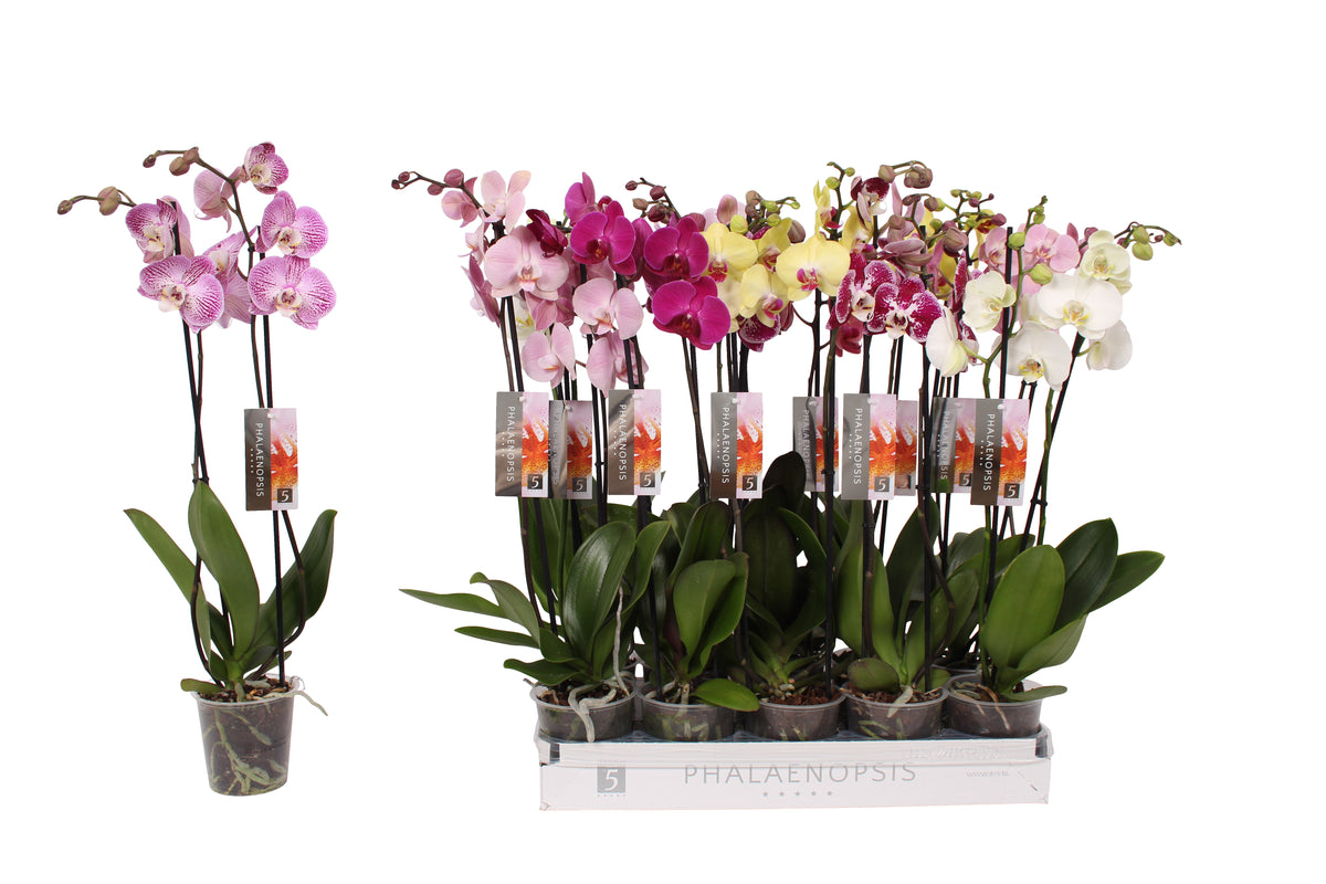 Phalaenopsis color mix 60cm 12cm Pot