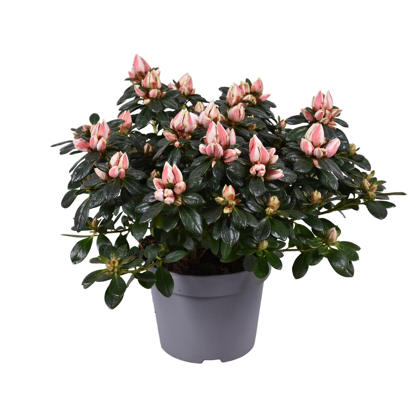 Rhododendron Mevr Gerard Kint 25cm 12cm Pot