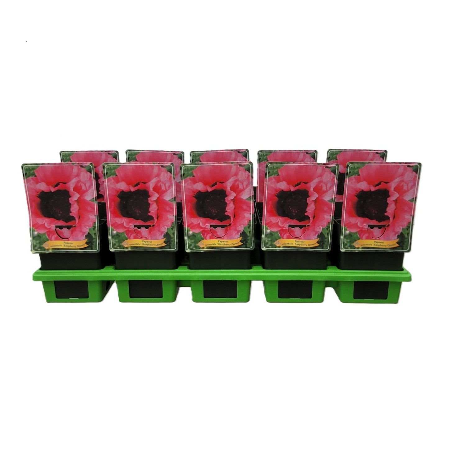 Papaver ori. Turkenlouis 25cm 11cm Pot