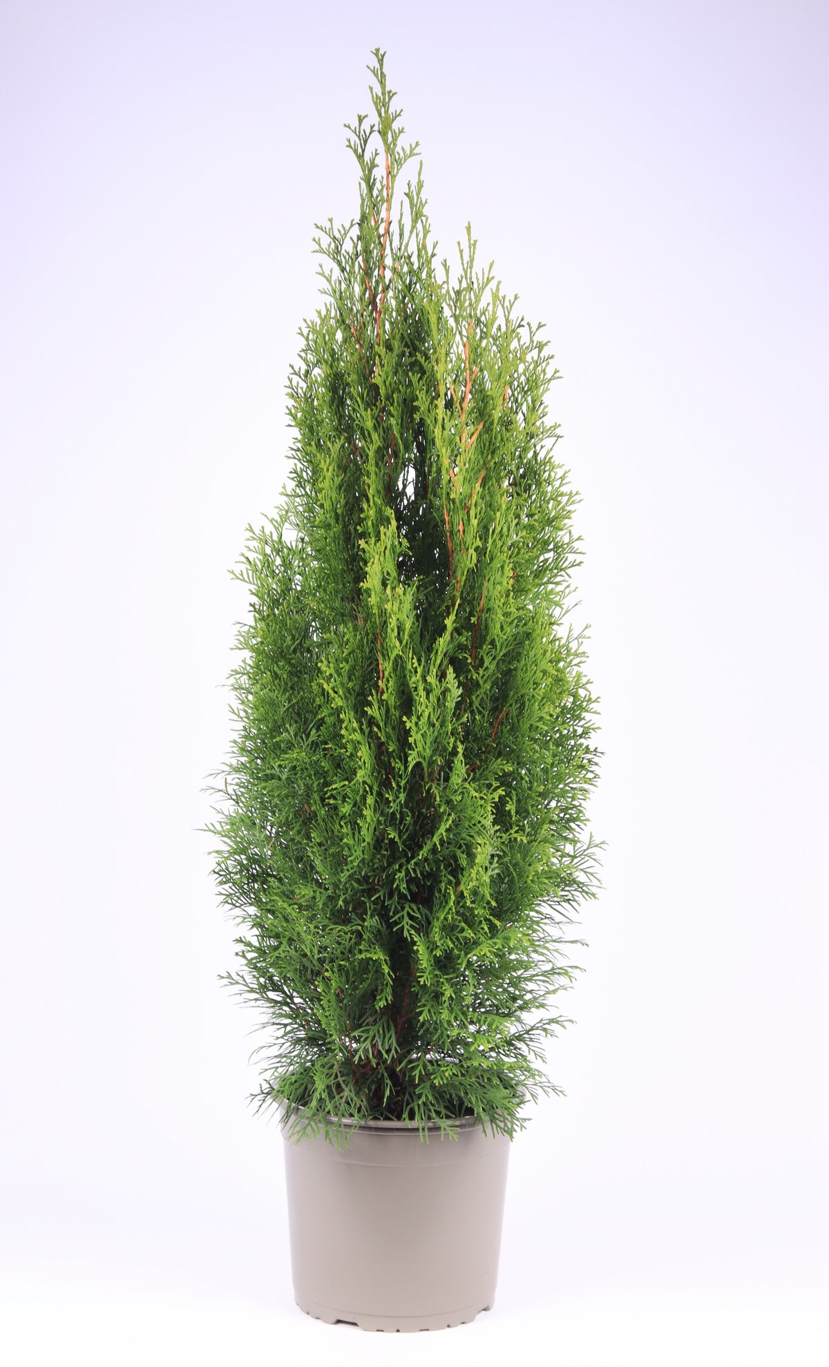 Thuja occidentalis Smaragd 70cm 23cm Pot