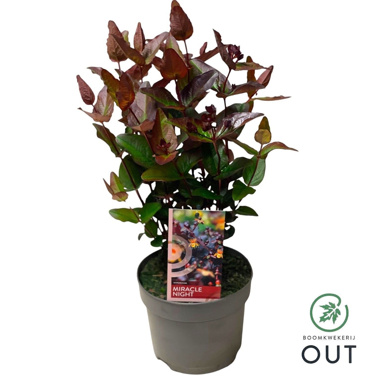 Hypericum Miracle Night 45cm 17cm Pot