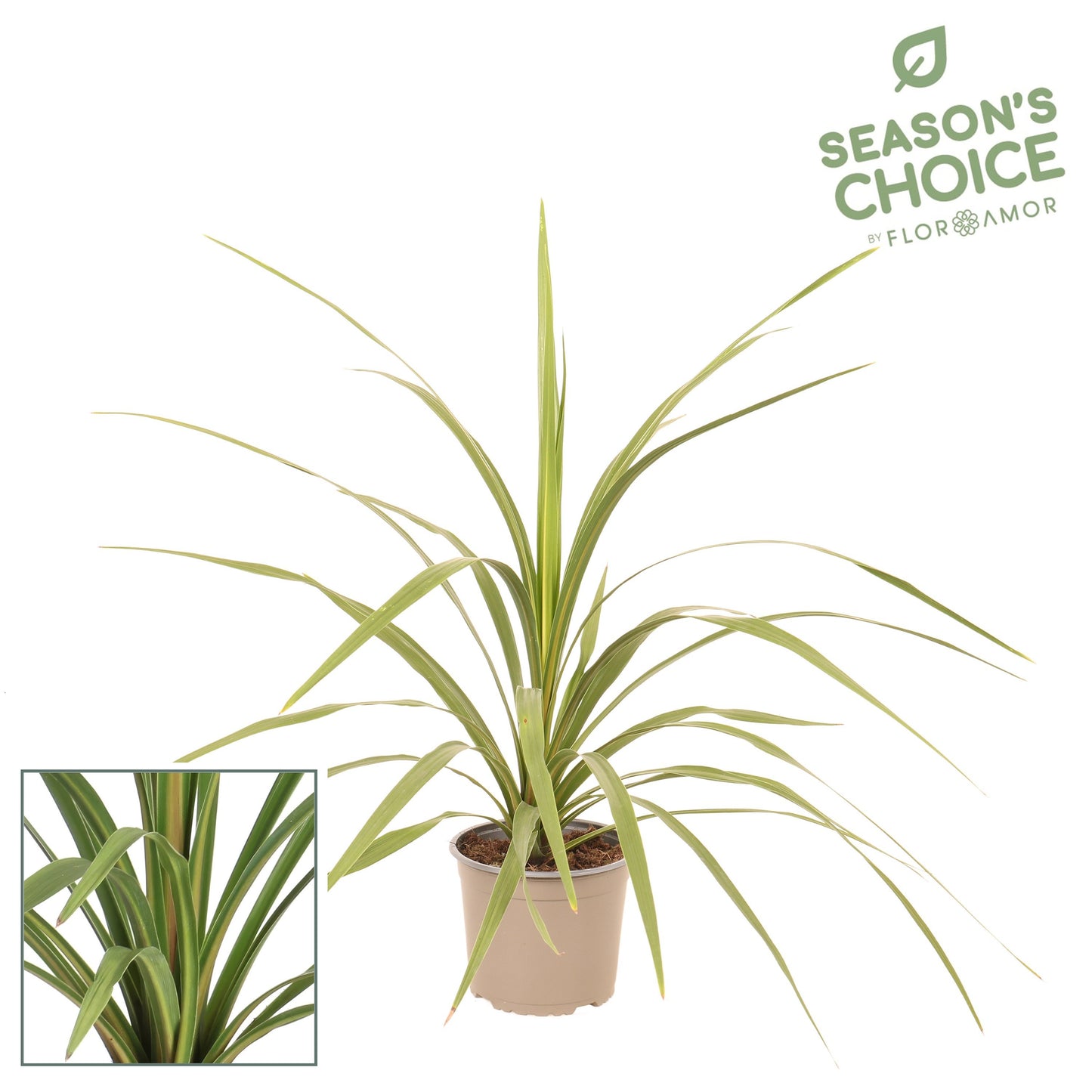 Cordyline indivisa Peko 75cm 19cm Pot