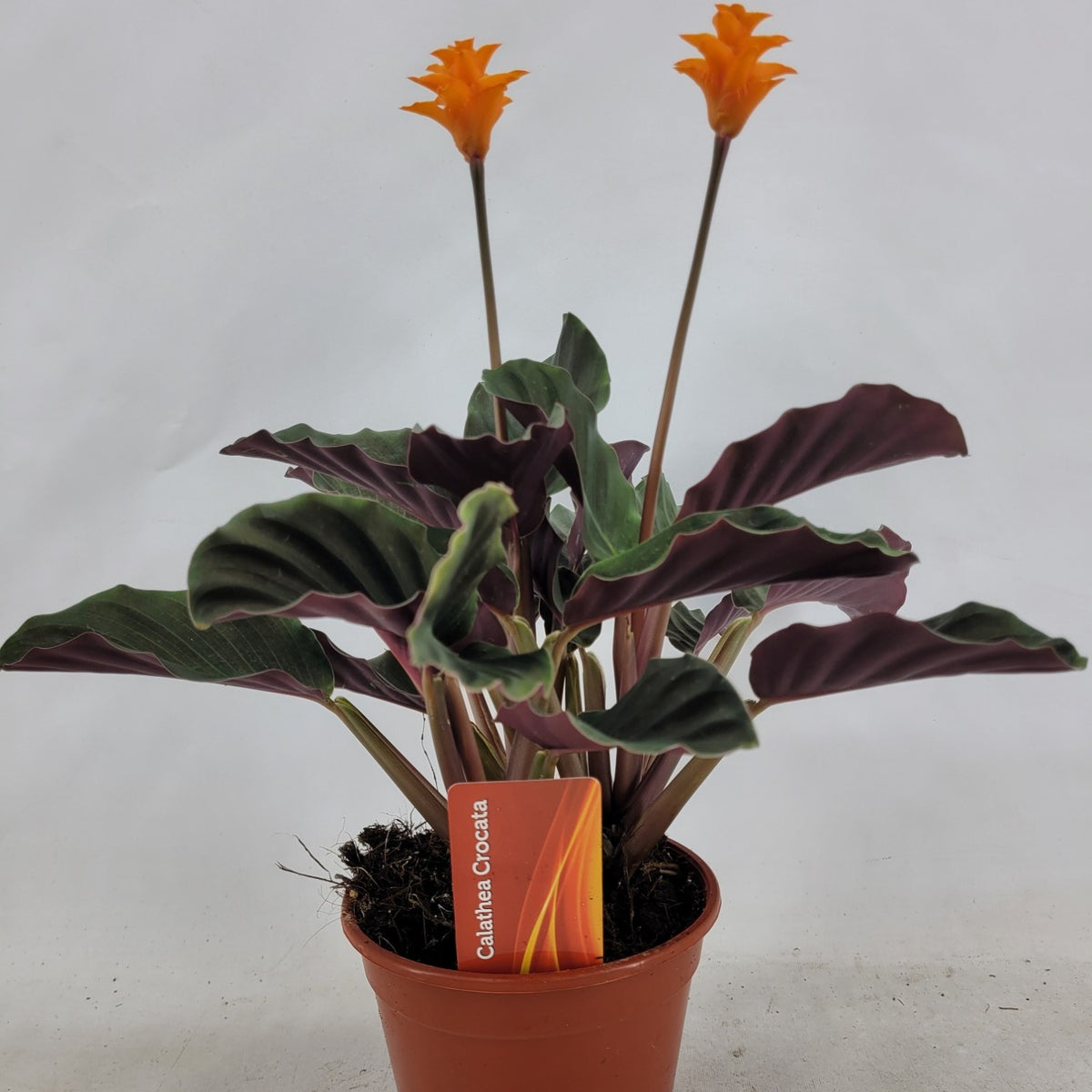 Calathea crocata 35cm 14cm Pot