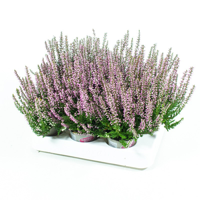 Calluna Garden Girls purple 10cm 6cm Pot
