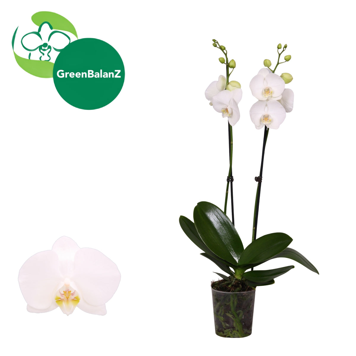 Phalaenopsis white 55cm 12cm Pot