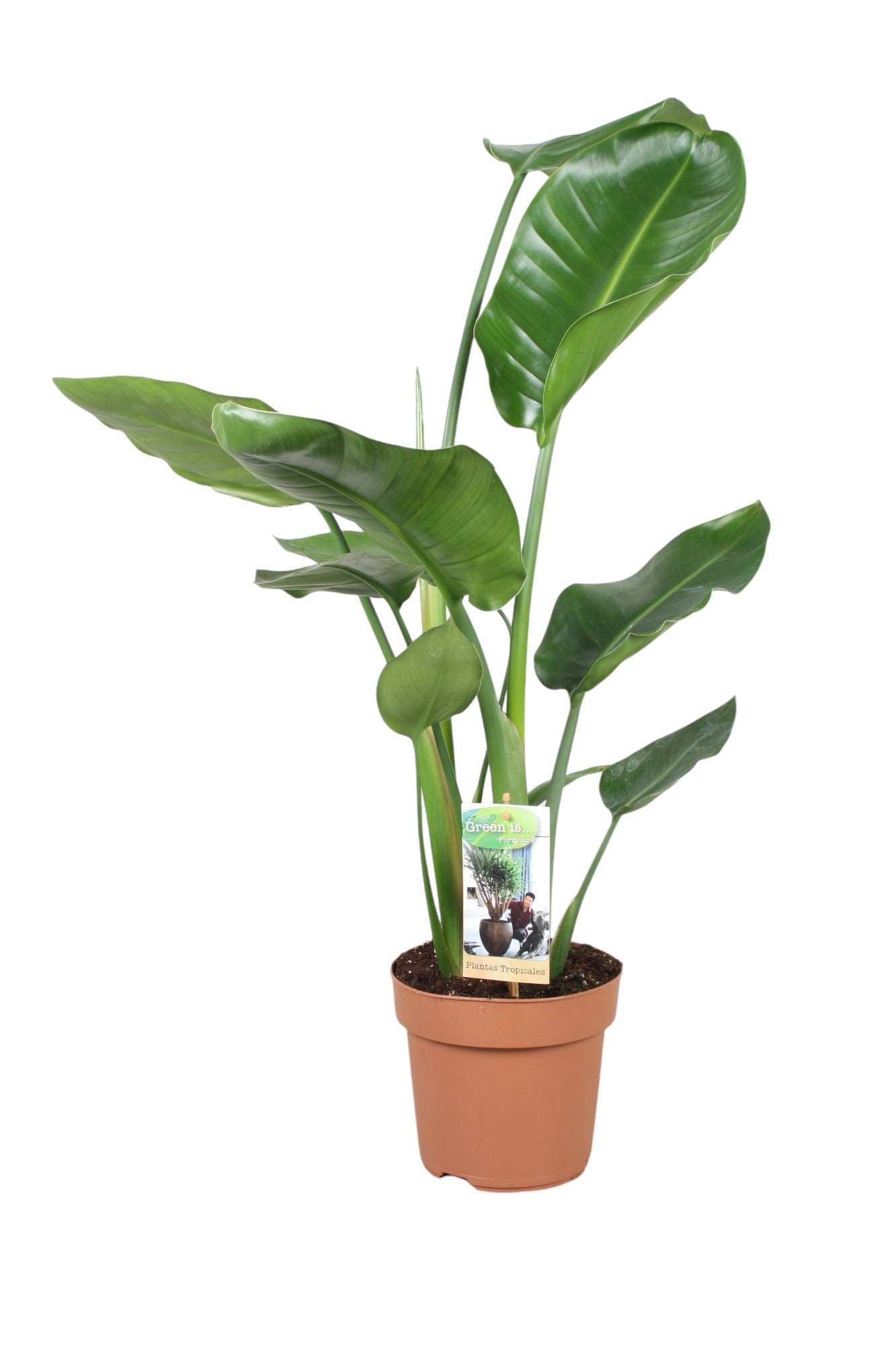Strelitzia nicolai 65cm 17cm Pot