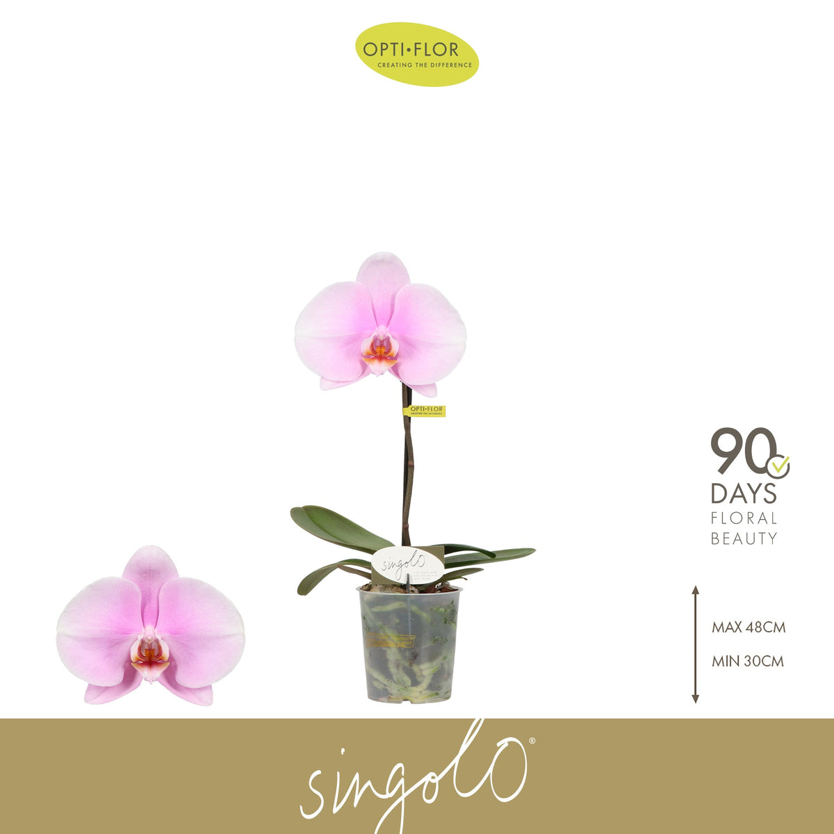 Phalaenopsis pink 40cm 9cm Pot