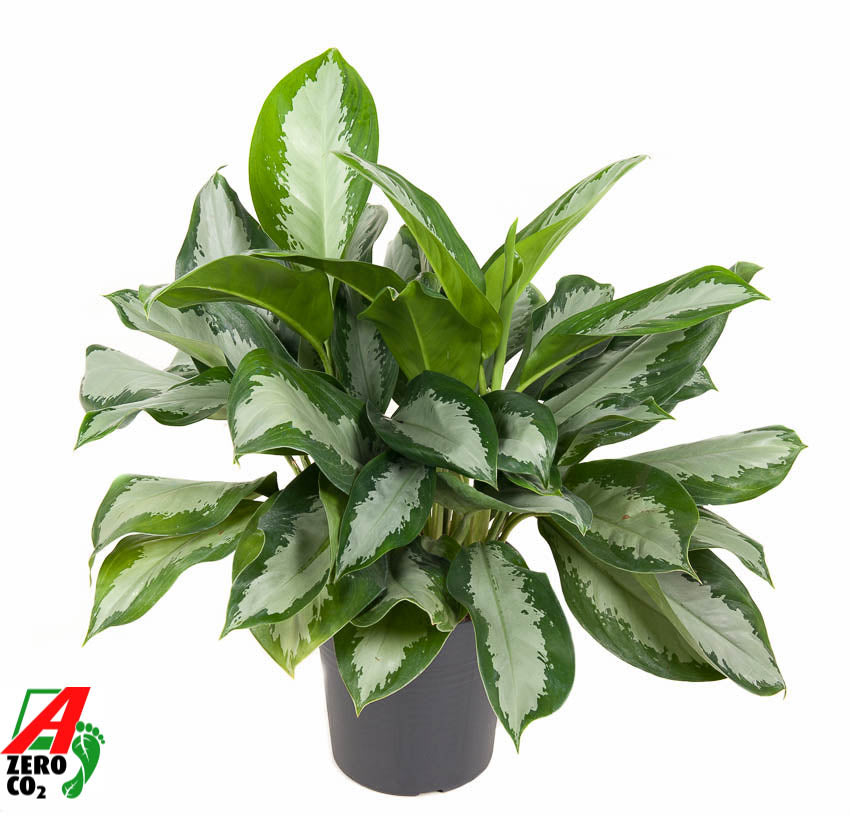 Aglaonema Silver Moon 70cm 24cm Pot