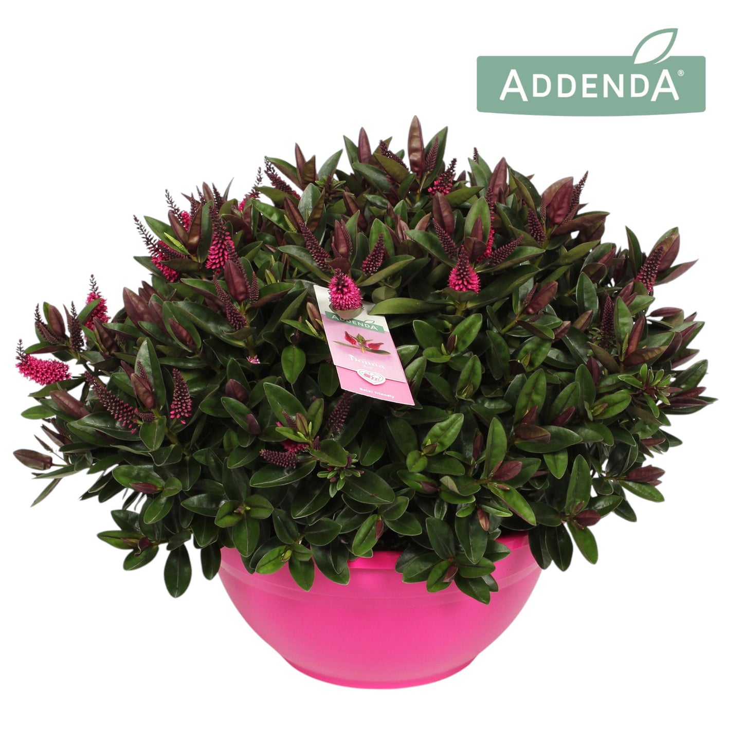 Hebe Hebedonna Eva 45cm 30cm Pot