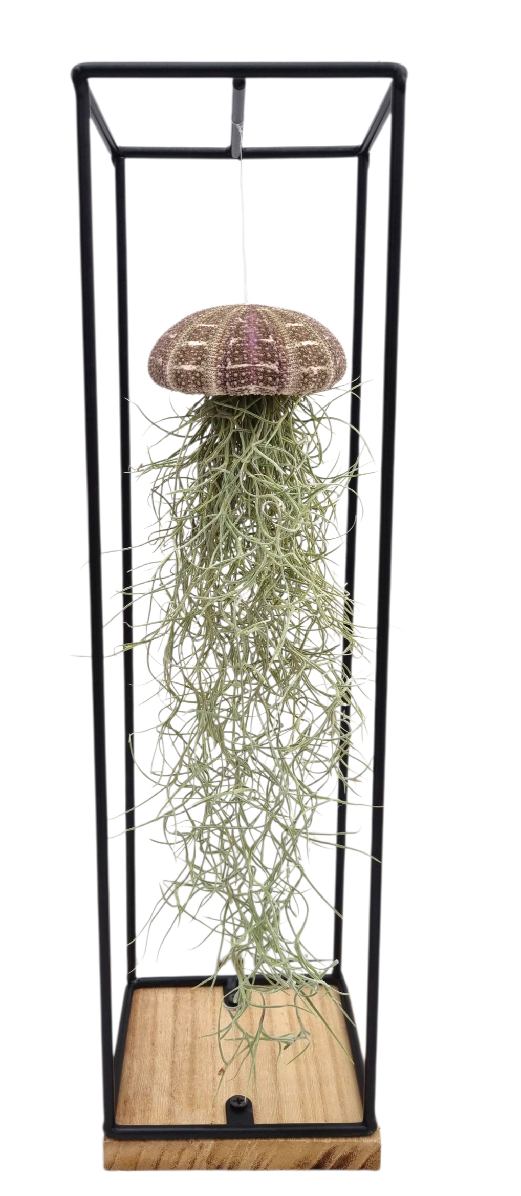 Tillandsia cyanea 44cm 13cm Pot