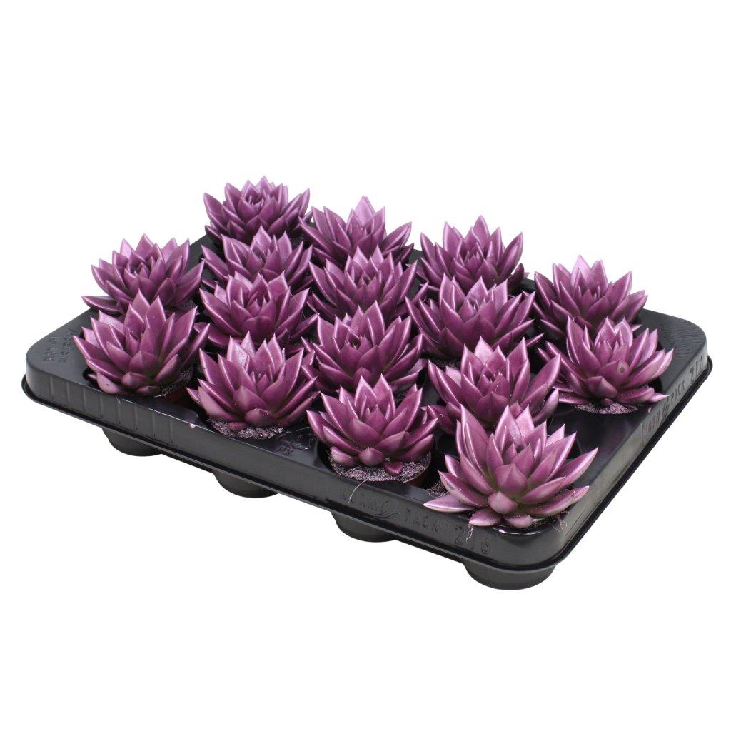 Echeveria colored pink 8cm 6cm Pot