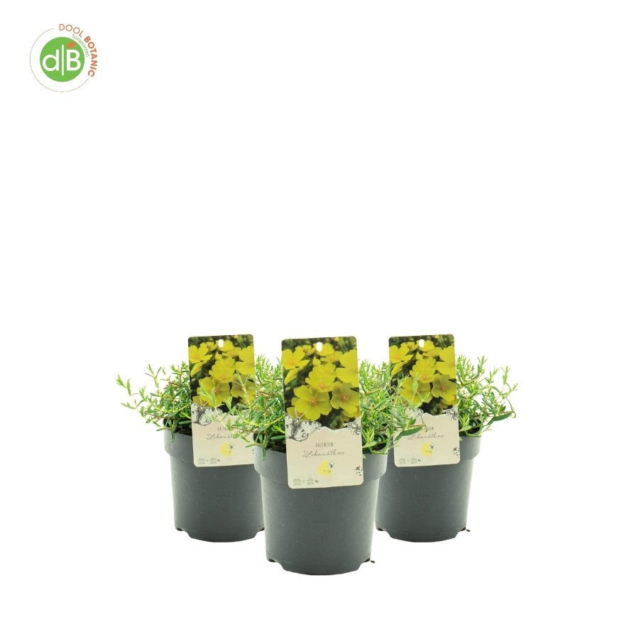 Dool Botanic Halimium libanotis Pack of 6