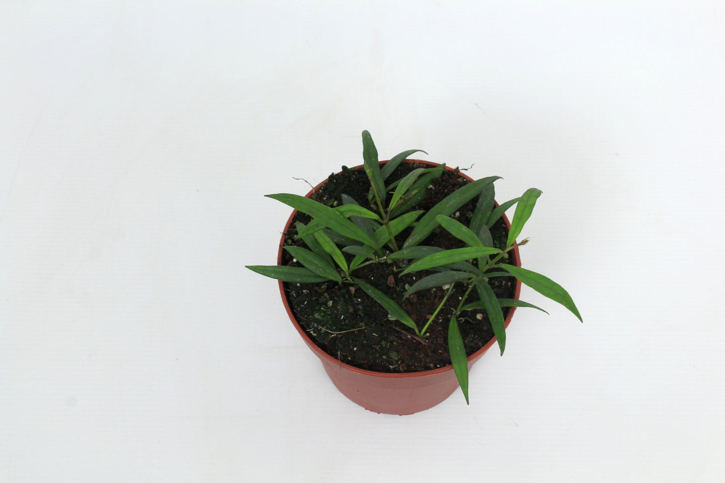 Hoya australis 15cm 12cm Pot