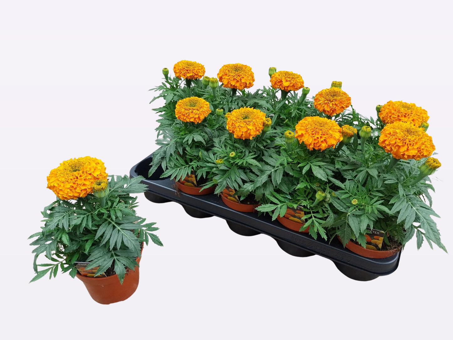 Tagetes patula 25cm 12cm Pot