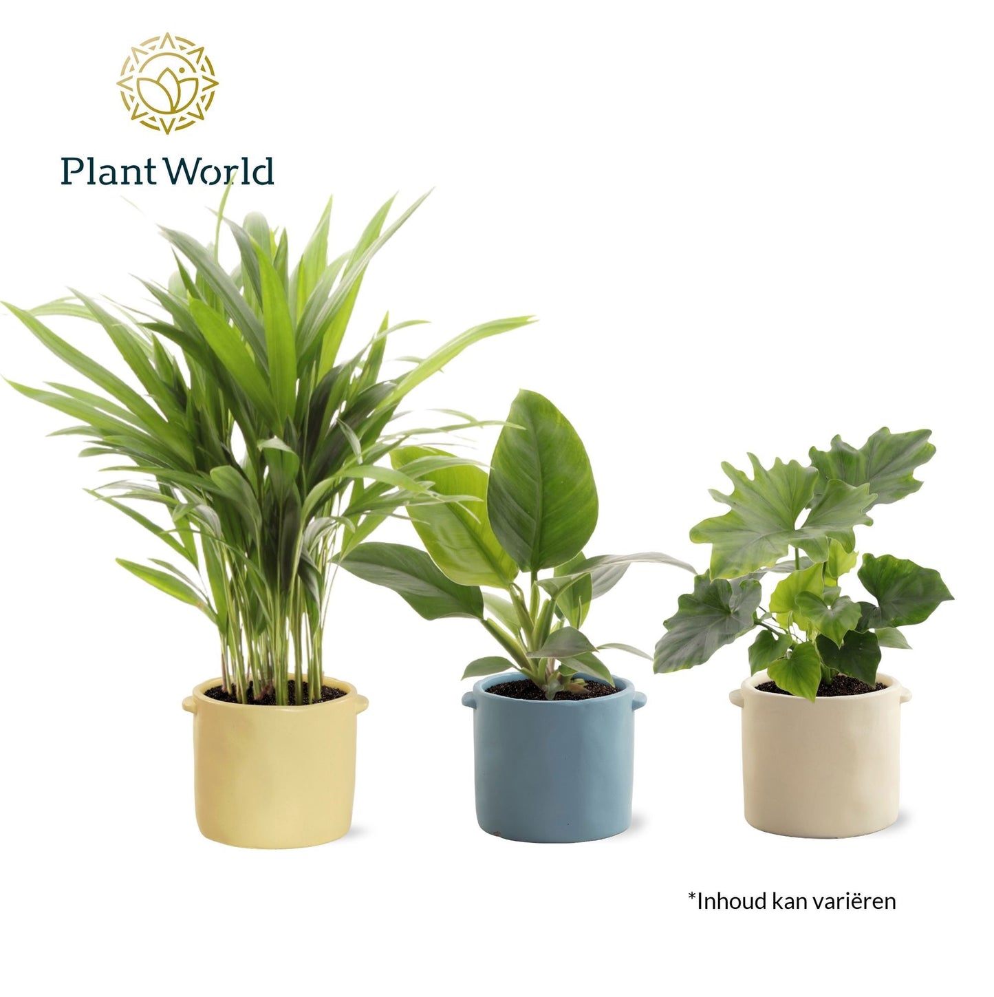 Groenmix Corfu 14 cm in pot Charlotte 35cm 14cm Pot