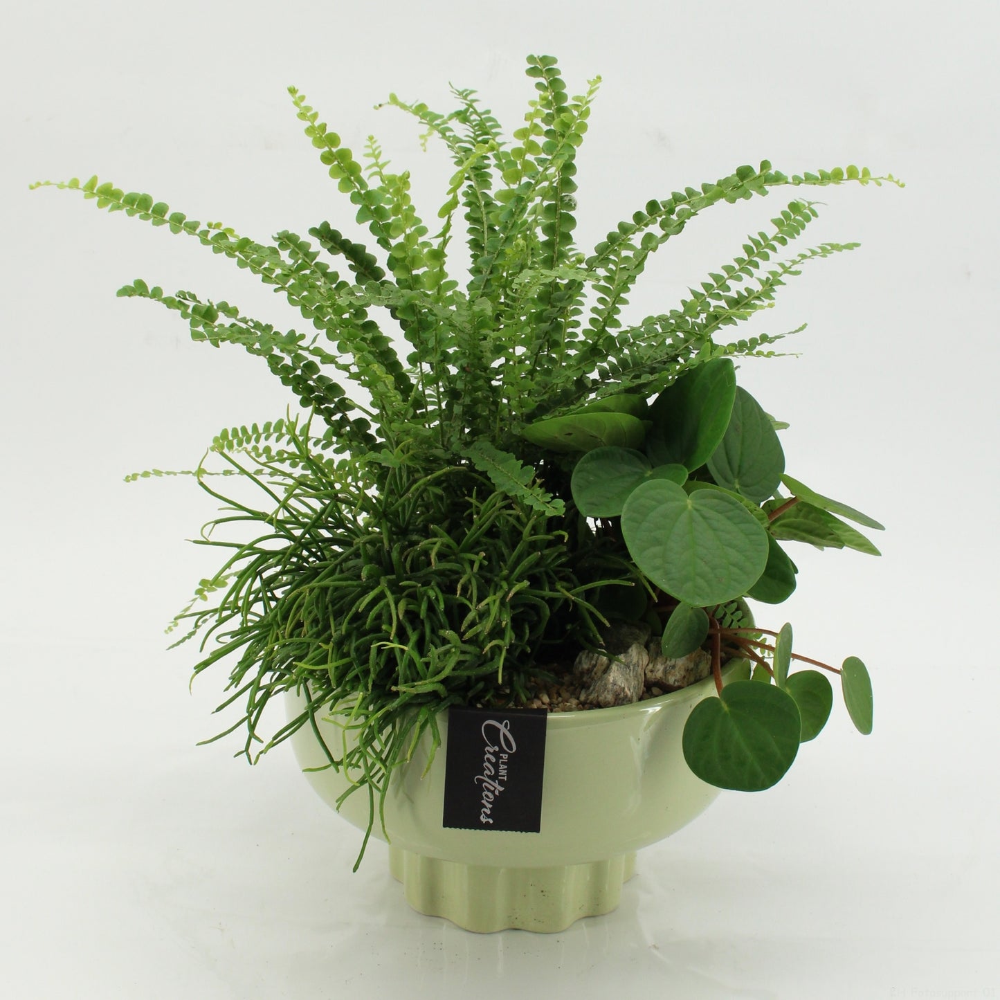 Indoor green arrangement 40cm 22cm Pot