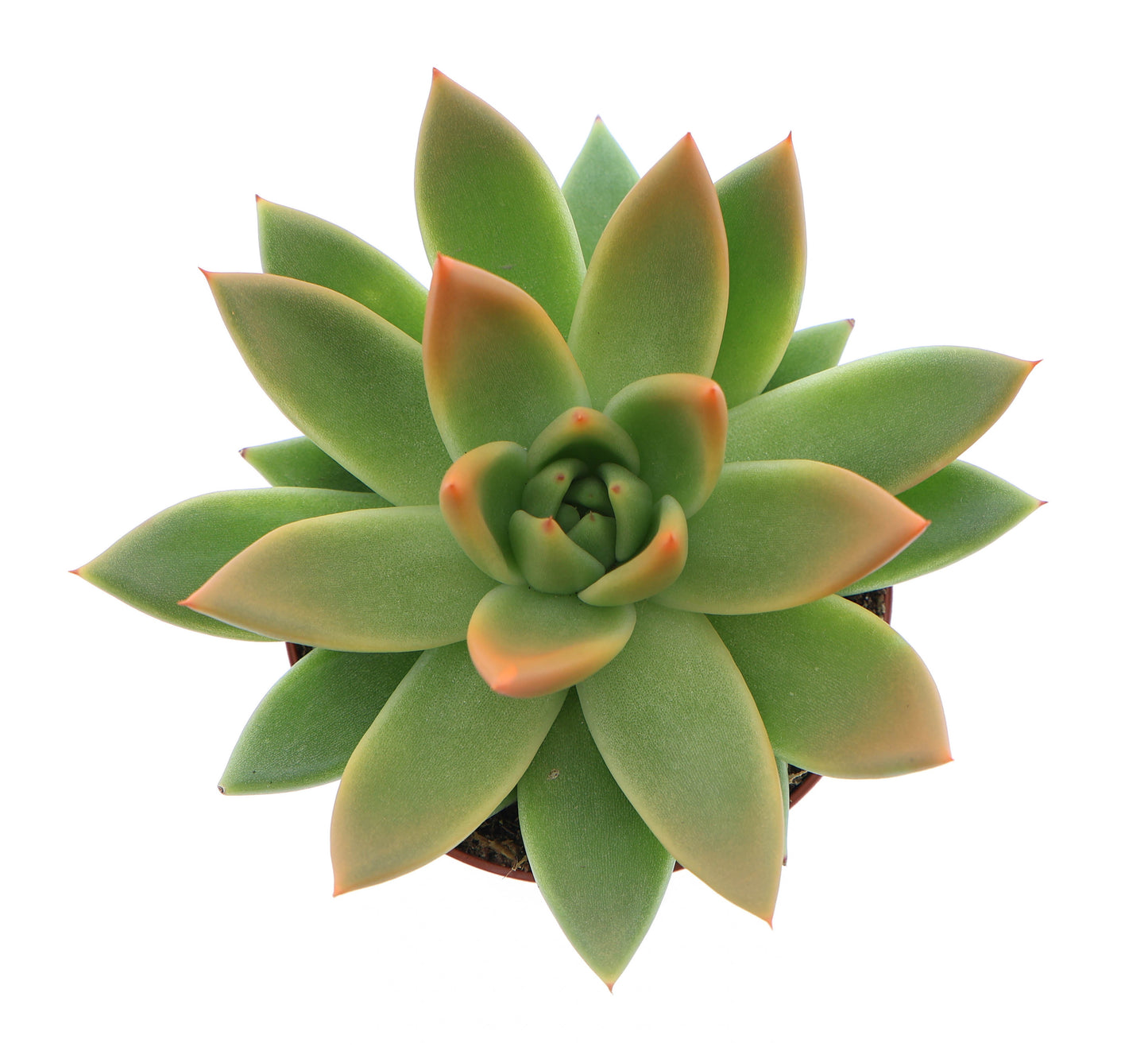 Miranda tips orange 10cm Special Pot (508)