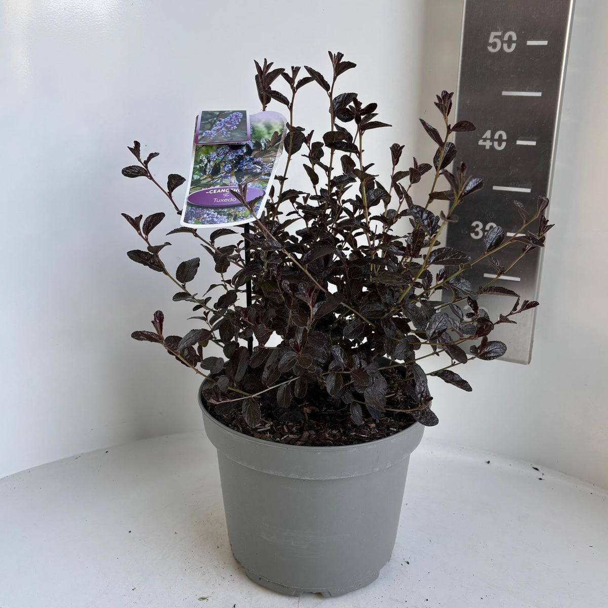 Ceanothus mix 45cm 23cm Pot