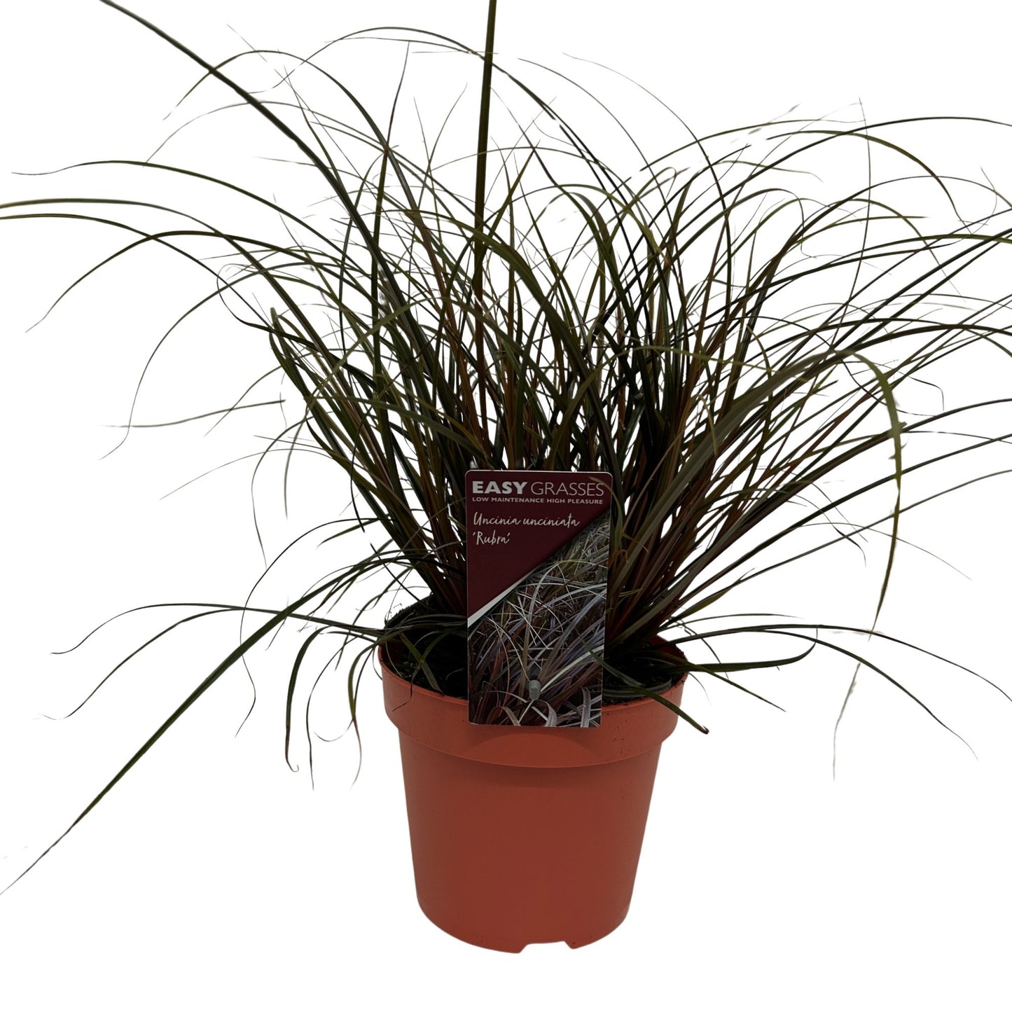 Uncinia Rubra 35cm 17cm Pot